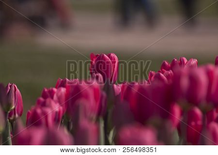 Red Tulips In The Flower Garden. Tulips Background