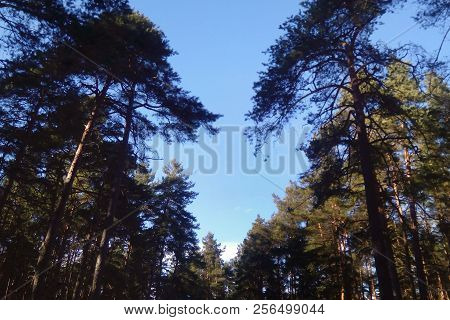 Love Of Forest, Trees In The Shape Of Heart In The Forest