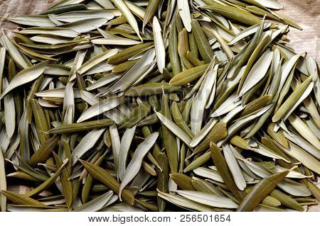 Close Up Image Of Dried  Heathy Olive Leaves, Drying In The Sun , Full Frame Green Colors, Selective