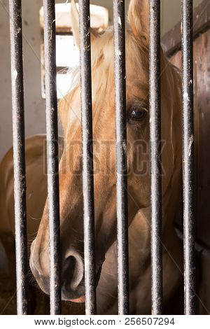 Chestnut horse behind bars, wrongly convicted for race fixing