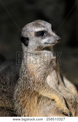 Portrait Of Sitting Wild African Meerkat (suricata Suricatta). Photography Of Nature And Wildlife.