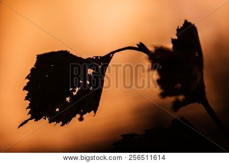 Leaves Of European White Elm (ulmus Laevis) With Small Holes. Backlit By Sunset Rays. September. Ear