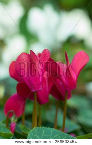 Red Cyclamen (myrsinaceae, Primulaceae) On The Blurred Background