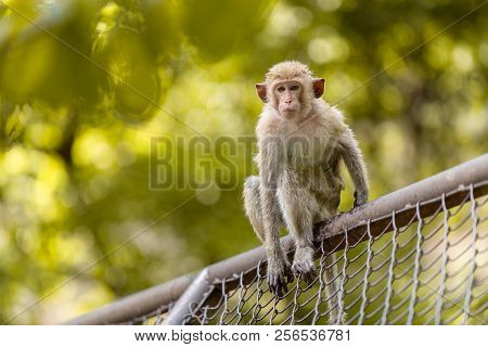 Young Monkey Sitting Over Fence Looking Camera Outdoor Blur Green Park