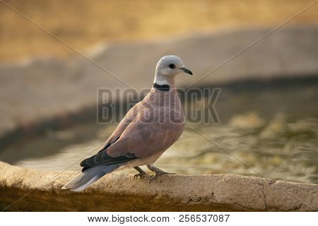 Red Turtle Dove,  Streptopelia Tranquebarica, Jhalana, Rajasthan, India