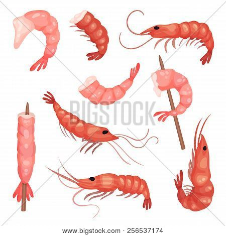 Flat Vector Set Of Pink Shrimps. Peeled Prawns Without Heads. Marine Product. Delicious Snack. Seafo