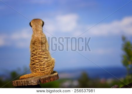 Suricata Standing On A Guard. Curious Meerkat (suricata Suricatta).