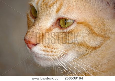 Porttrait beautiful thai cat eye animal pet.