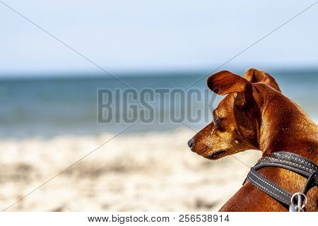 Miniature Pinscher Observing What Is Going On At The Beach