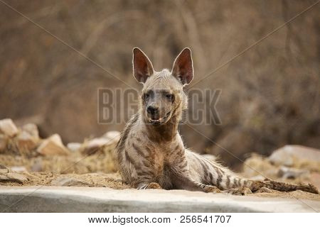 Striped Hyena, Hyaena Hyaena,  Jhalana, Rajasthan, India