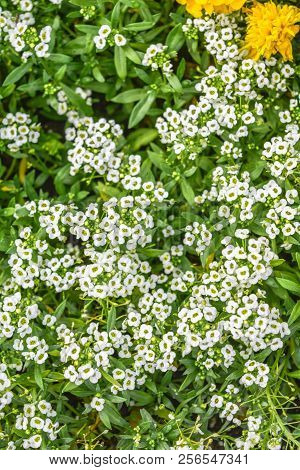 Beautiful Little White Flowers. Nature Scene With Blooming Garden Flowers. Vintage Summer Floral Bac