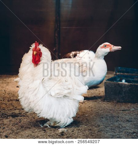 Frizzle-feathered Hen Standing In Coop And Looking Straight Into Camera And White Muscovy Duck In Ba