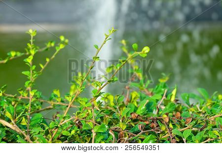 Environment Concepts, Carmona Retusa, Fukien Tea Tree Or Philippine Tea Tree In The Green Garden.