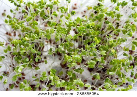 Home Grown Microgreens - Broccoli Sprouts Isolated On White Backgound. Sprouts Are Source Of Myrosin