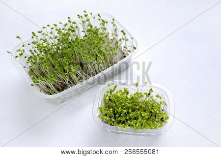 Home Grown Microgreens - Broccoli Sprouts Isolated On White Backgound. Sprouts Are Source Of Myrosin