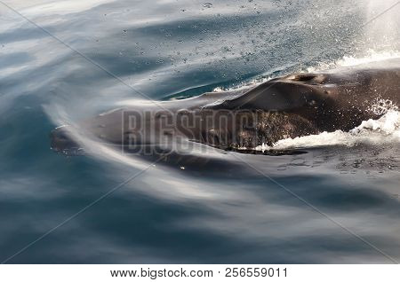 Humpback Whale Blow Hole In The Arctic - Greenland