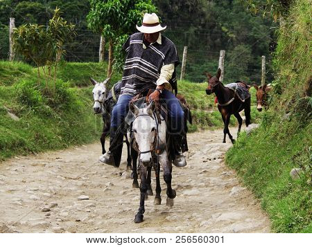 SALENTO, COCORA VALLEY, AUGUST 17, 2018: Touristic horse caravan in Cocora valley, Cordiliera Central, Salento, Colombia, South America