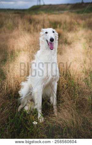 Portrait Of Happy Russian Borzoi Dog Sitting In The Field. Image Of Beautiful Smiling Dog Breed Russ