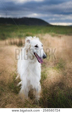 Portrait Of Happy Russian Borzoi Dog Sitting In The Field At Sunset. Image Of Beautiful Dog Breed Ru
