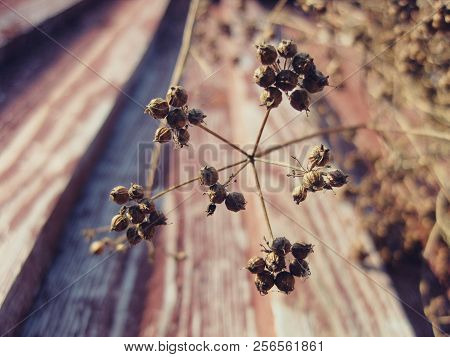 Twig With Coriander Seeds. Background Of Herb.