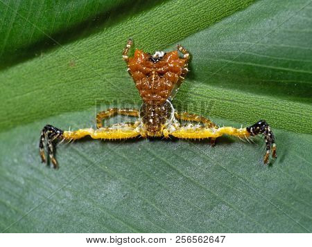 Macro Photography Of Bizarre Crab Spider On Philodendron Leaf