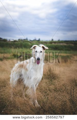 Portrait Of Gorgeous And Elegant Russian Borzoi Dog Standing In The Field At Sunset. Image Of Beauti