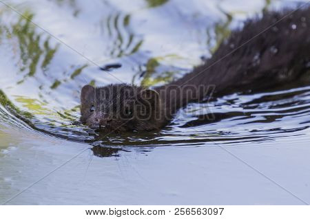 American Mink   (neovison Vison)  Lives In Forested Areas
 That Are Near Rivers, Streams, Lakes, Pon