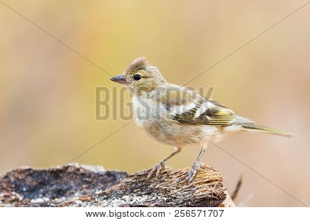Close Up Portrait Of Young Fringilla Coelebs Or Pinzon Vulgar