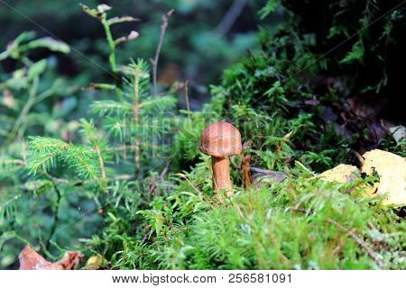 Unedible mushroom in the autumn forest. Yellow fly agaric mushroom. Beautiful mushrooms in the forest. Autumn forest. Healthy and vegetarian food. Mushroom dishes. Coniferous forest. Beautiful Russian forest