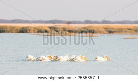 Pink Pelicans In The Makgadikgadi, Botswana