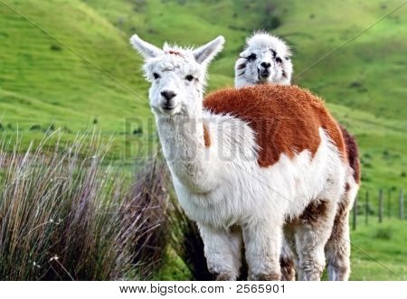 Two Adorable Alpacas