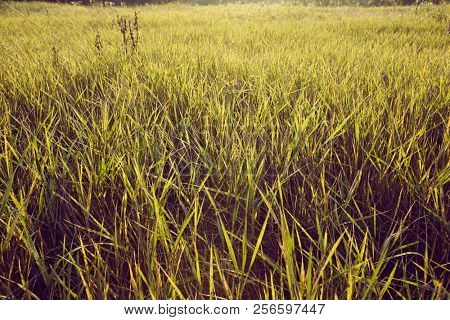 Grassblades closeup on a field