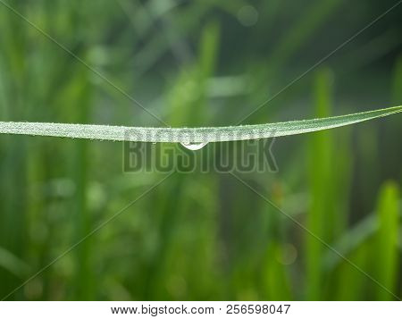 Dewdrops Hanging On Green Grass Blade, Close Up View. Green Grass Photographed In The Morning. Herbs