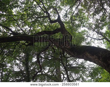 View On A Forest In The French Countryside Near The Village Of Aze, France