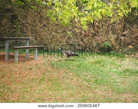 Peacock In The French Countryside Near The Village Of Aze, France