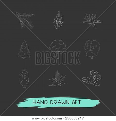 Set Of Flora Icons Line Style Symbols With Alder, Spruce, Flower And Other Icons For Your Web Mobile
