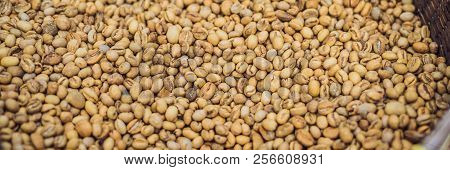 Kopi Luwak Or Civet Coffee, Coffee Beans Excreted By The Civet Banner, Long Format