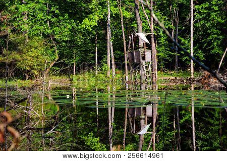 Duck Stand On Lake