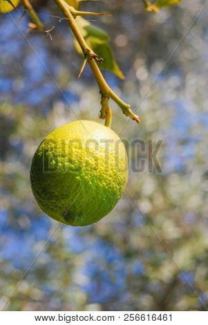 Close-up Of A Yellow Lemon Still Attached To The Tree