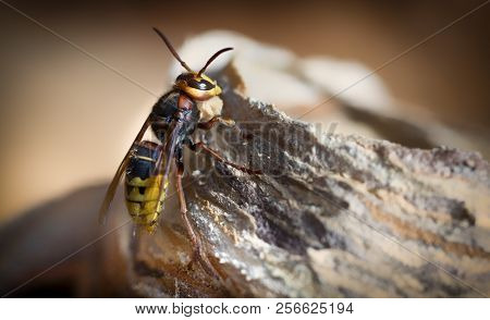Huge European Hornet. Dangerous Predatory Insect. Close-up.