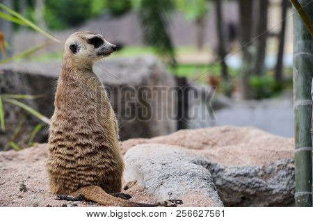 Portrail Of Meerket In Khao Kheow Zoo, Chonburi Thailand