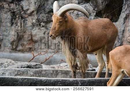 Portrail Of Brown Goat In Khao Kheow Zoo, Chonburi Thailand