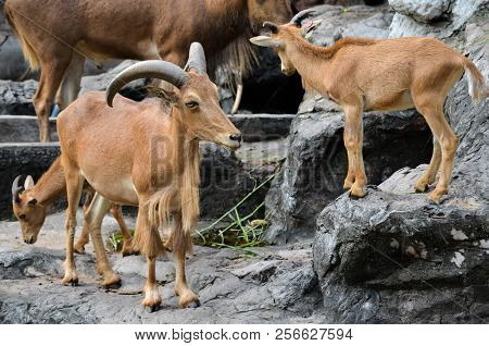 Portrail Of Baby Brown Goat In Khao Kheow Zoo, Chonburi Thailand