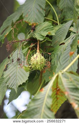 American Chestnut (castanea Dentate) Tree With Spiny Fruit Growing In An Urban Area In South Eastern