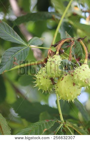 American Chestnut (castanea Dentate) Tree With Spiny Fruit Growing In An Urban Area In South Eastern