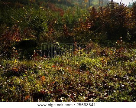 Autumnal Nature In Sunny Day. Forst Landscape, Polish Nature.