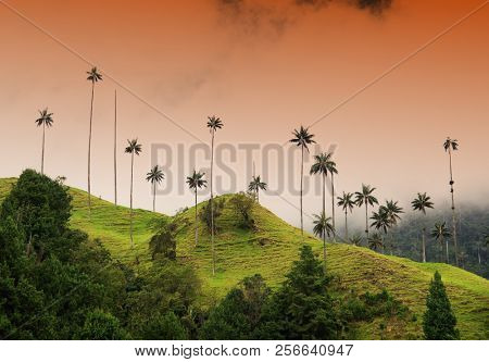 Cloudy landscape of Cocora valley, Salento, Colombia, South America