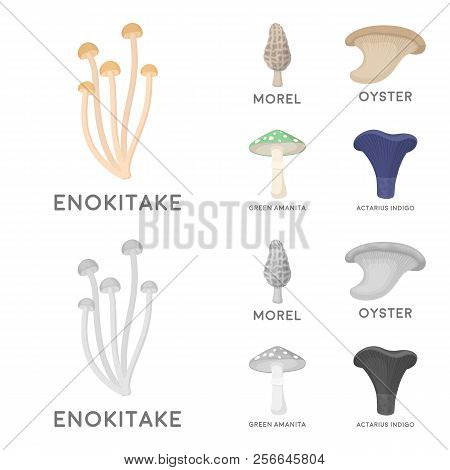 Morel, Oyster, Green Amanita, Actarius Indigo.mushroom Set Collection Icons In Cartoon, Monochrome S