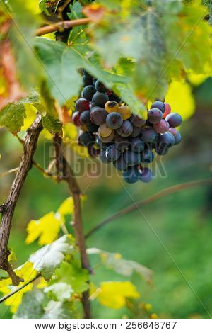 Bunch Of Green And Purple Grapes On The Vine With Leaves.