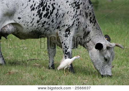 Vache Nguni et Bird Tick